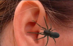 мърдаше жена намери паяк живеещ ухото видео