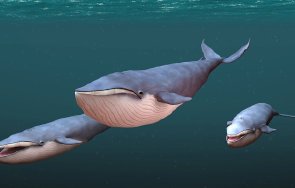 разследват бившия президент бразилия малтретиране кит