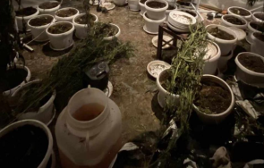 спецакция разкриха домашна наркооранжерия перник