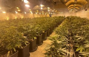 разкриха две наркооранжерии варна