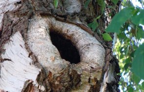 учениха откриха дъвка 9700 боледували прадедите