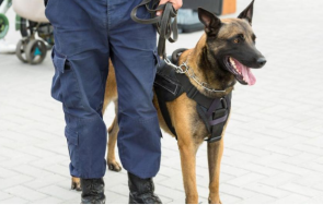 украински военни обучават кучета участие бойни мисии