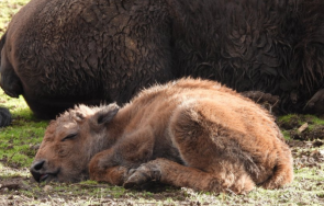 бизонче роди столичния зоопарк снимки