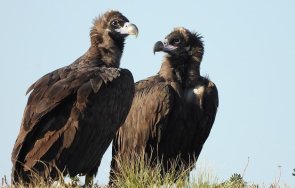 пролетта неудържима две двойки черни лешояди снесоха яйца