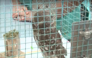 откриха мъртви животни редки видове птици западна странджа