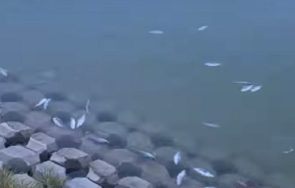 мъртва риба изплува гребния канал пловдив видео