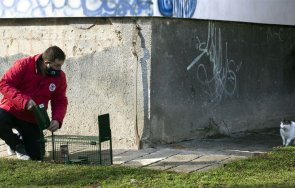 район средец кастрационна кампания бездомни котки