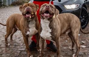 жена убита дома собствените кучета