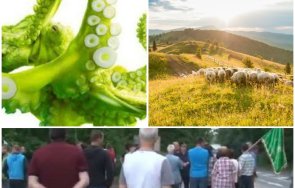 писна животновъди скочиха зеления октопод излизат протест вдигат палатков лагер