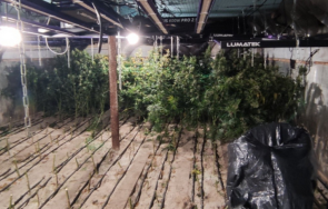 разкриха оранжерия отглеждане марихуана авренското село садово