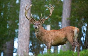 откриха тялото елен прострелян бракониери