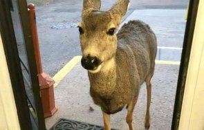 шумен спасиха изплашена бурята сърна