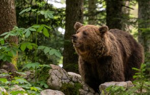 кръв планината мечка уби годишна туристка румъния видео