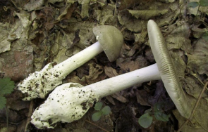 учени откриха непозната науката гъба софийски парк