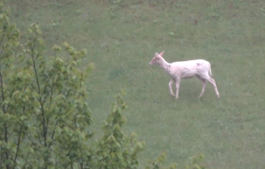 поредният юнак похвали клипче лети 230 тунела железница