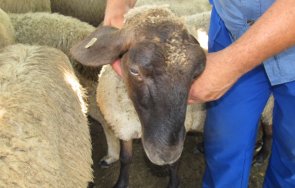 нова заплаха идва чума кози овце