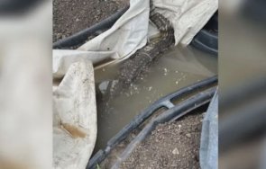 откриха крокодил отглеждан дупка софийския квартал ботунец