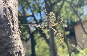 пазете огромни тигрови паяци плашат градинари туристи нас