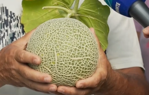 мъжът купил 000 пъпеш скъпия сорт света