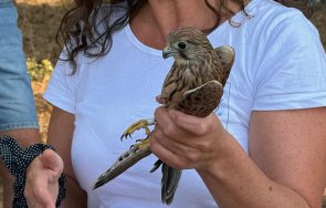 освободиха грабливи птици софия