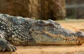 държавата задържи крокодила кроки ботунец