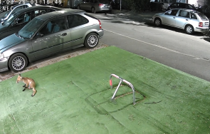 лисица шета квартал лозенец софия видео