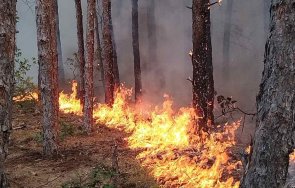 170 000 дка гори изгорели началото годината