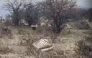 екобомба цъка балкана заради трупове животни