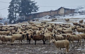 професор обясни манипулират пробите чума