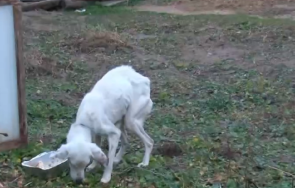 седми ден без следа годишния ники конаре намериха кучето снимки