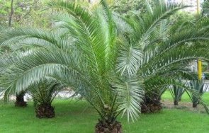 възрастен мъж задигна палмата млада жена поморие