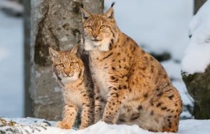 рисовете севар вихра сладката двойка 2024 зоопарка варна