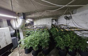 полицията разби високотехнологична наркооранжерия пазарджик снимки