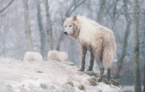 бял вълк върлува родопите