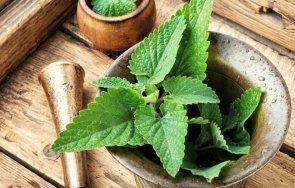 билката ползи здравето