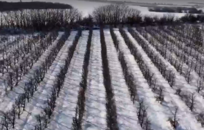 заради студа реколтата кайсии североизточна българия унищожена