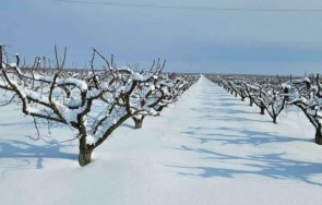 ледените дни съсипаха кайсиевите насаждения силистренско