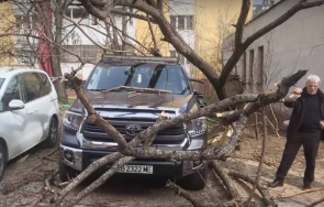 метри детска площадка огромно дърво стовари паркиран автомобил