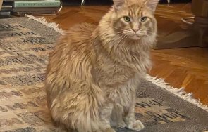 котката волен добре български пенсионер снимки