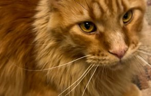 котката волен добре български пенсионер снимки