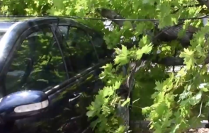 силен вятър събори дърво паркиран хасково автомобил