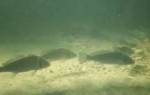 миграция екзотични риби черно море