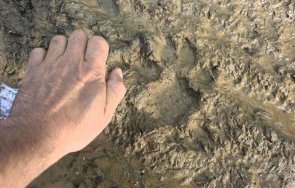 мистерията заплита черният призрак бродил лудогорието два месеца дървосечаки близка среща пантерата видео снимки