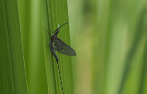жегата ниското ниво дунав изпълниха въздуха будапеща малки насекоми