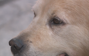 митницата варна пенсионира един добрите служители годишното куче тàнго снимки