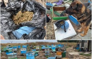 намериха близо килограм сух канабис пчелин карнобатско село