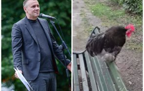 изкукуригване ъпсурден евродепутат ппдб хиляди евро заплата говори петел видео