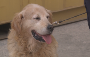 митницата варна пенсионира един добрите служители годишното куче тàнго снимки