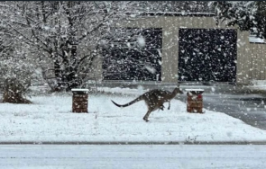 австралия заваля сняг места снежната покривка сантиметра