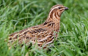 ловът пъдпъдъци гургулици започва август